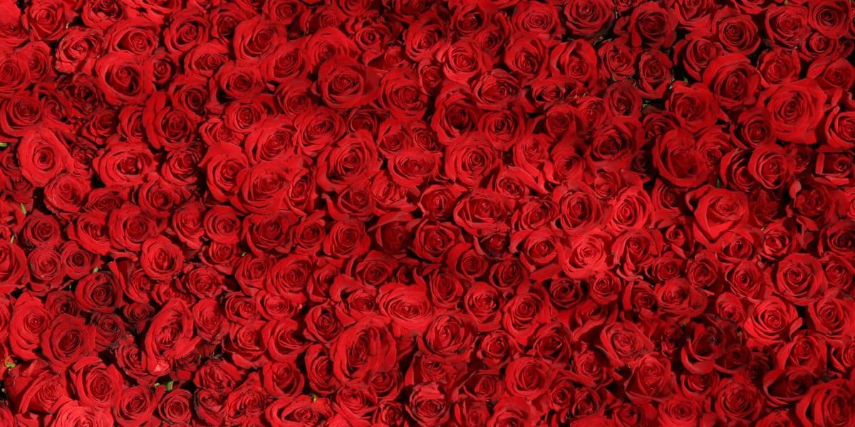 Hot Places to Dine Valentine’s Day 2017